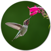 Kolibrie met roze bloem