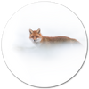 Rode vos in de sneeuw