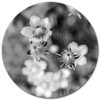 Zwart witte pinksterbloemen
