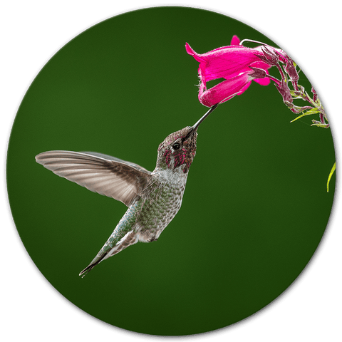 Kolibrie met roze bloem - Art Scape 