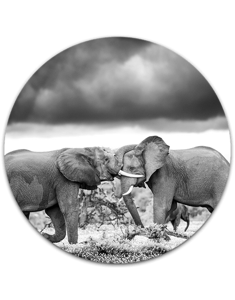 Vechtende olifanten, zwart-wit - Art Scape 