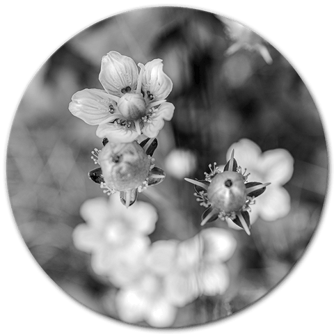 Zwart witte pinksterbloemen - Art Scape 